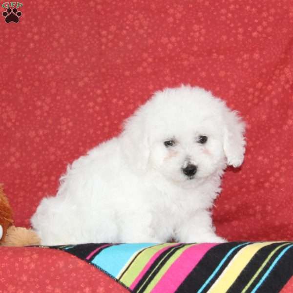 Melody, Bichon Frise Puppy